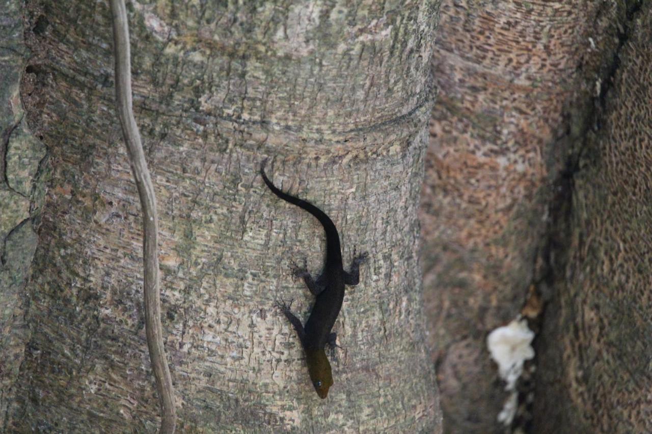 Iguana Libre Ξενοδοχείο Dominical Εξωτερικό φωτογραφία