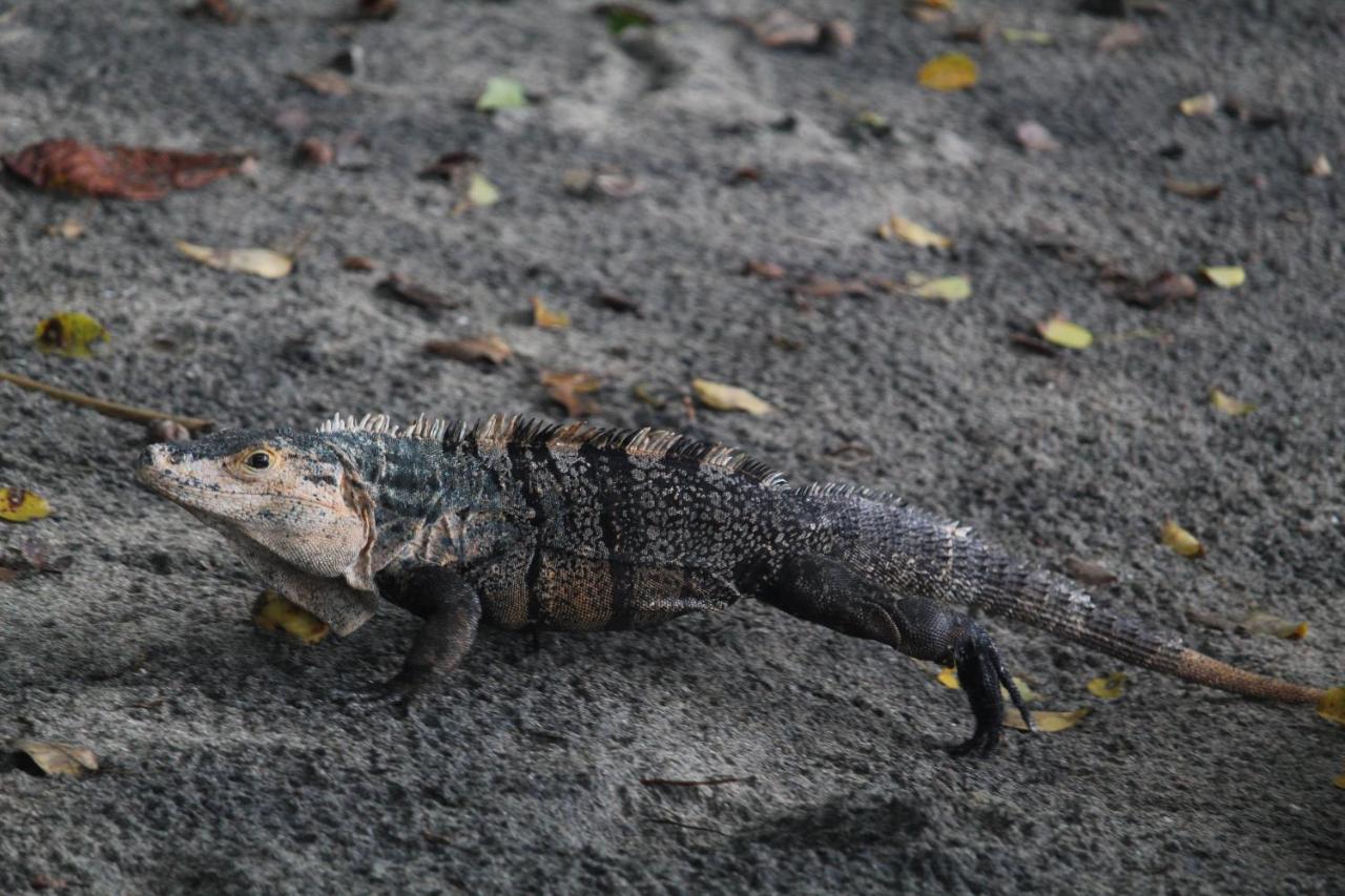 Iguana Libre Ξενοδοχείο Dominical Εξωτερικό φωτογραφία